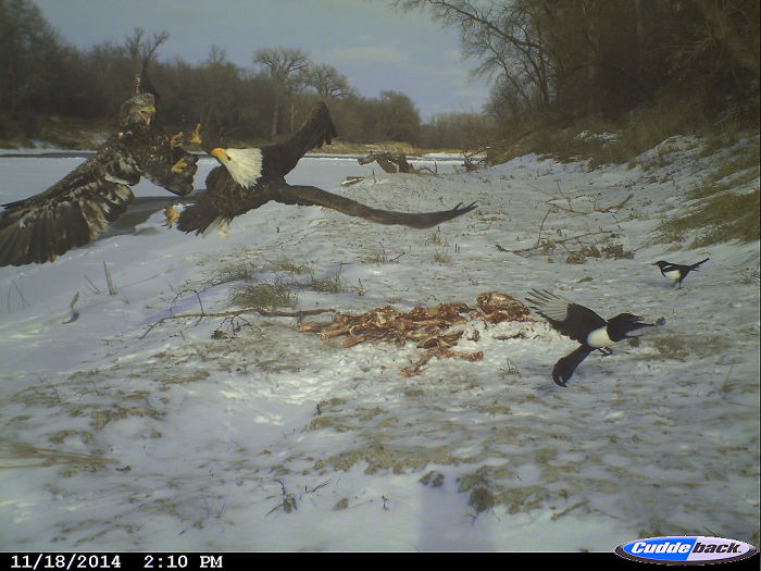 This Was Captured With A Trail Camera In Northern Minnesota