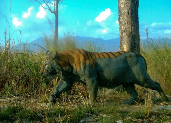 Trail Cam In India Captures A Tiger That Cooled Off In Mud