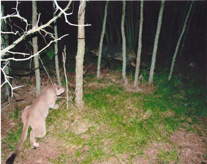 My Game Cam Finally Caught Something Cool