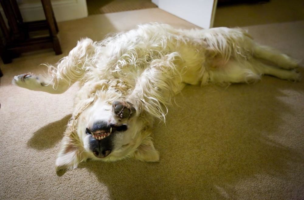 15 Sleepy Dogs That Are Just Too Darn Tired To Move ViraScoop