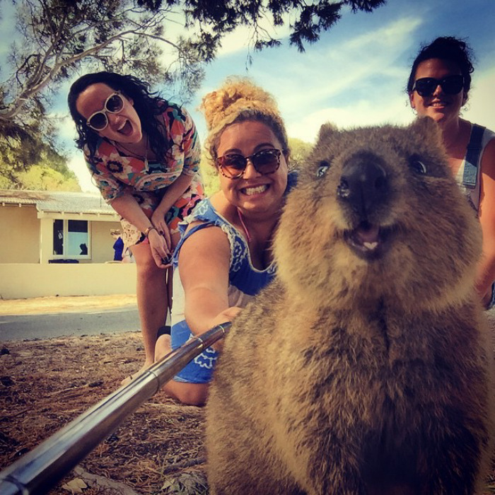 Happiest Quokka Selfie