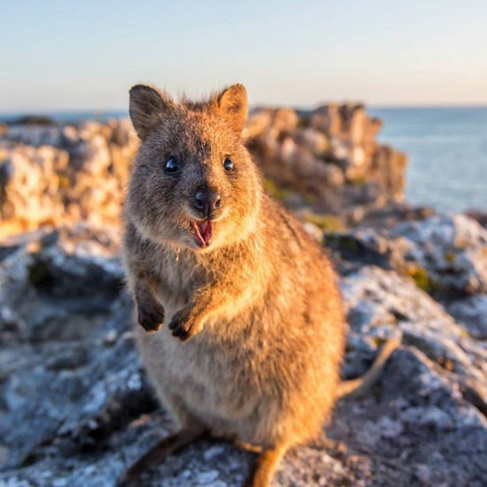 Excited Quokka