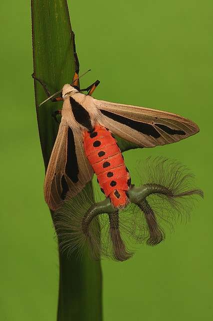 Creatonotos gangis - Australia