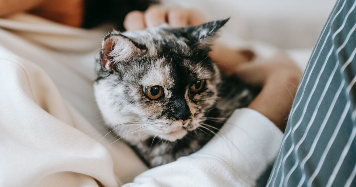 10 Things To Consider When Getting Your First Cat ViraScoop